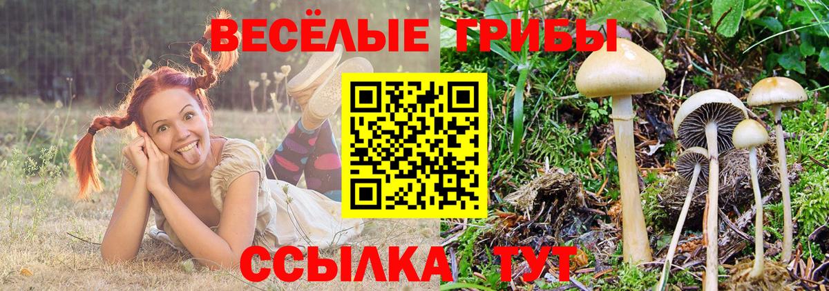 наркота  Вход с VPN  Королёв  Галлюциногенные грибы Cubensis 